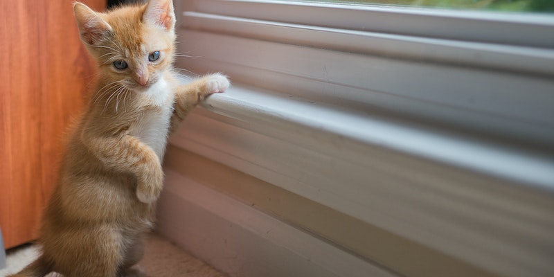 Com quantos meses o gato pode ser castrado