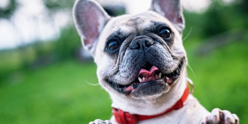 Com quantos meses pode castrar um cachorro