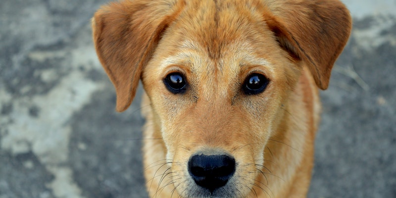 Cachorro gripado: sintomas e tratamentos