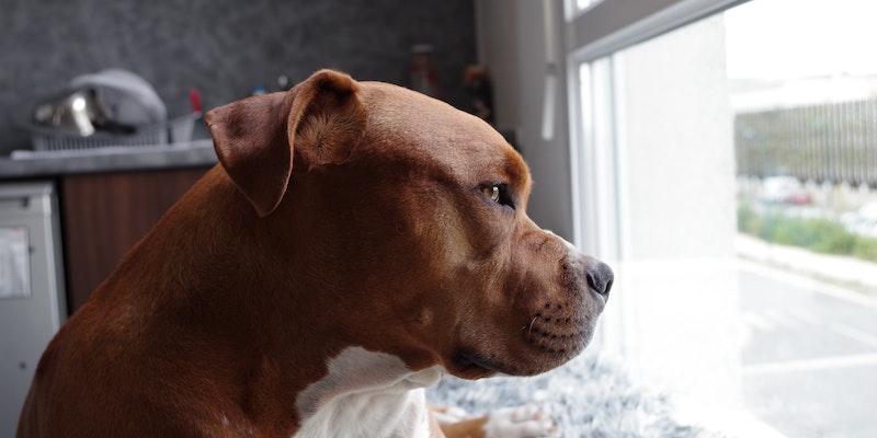 Como tratar cachorro com ansiedade de separação
