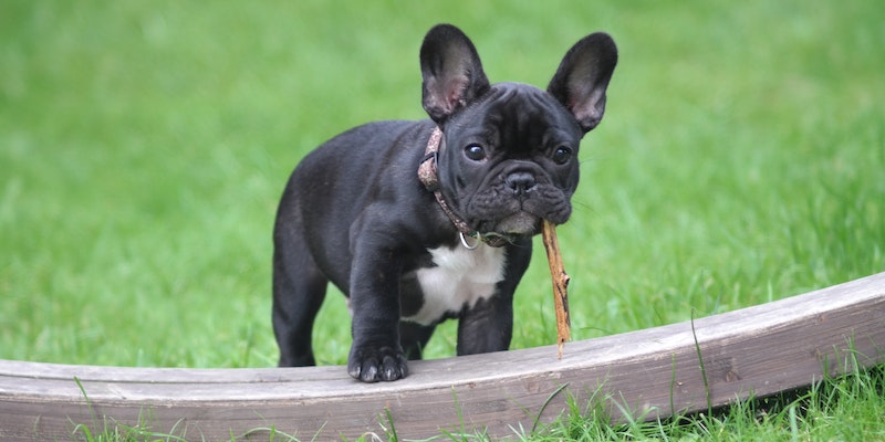 Quais são as 3 primeiras vacinas para cachorro