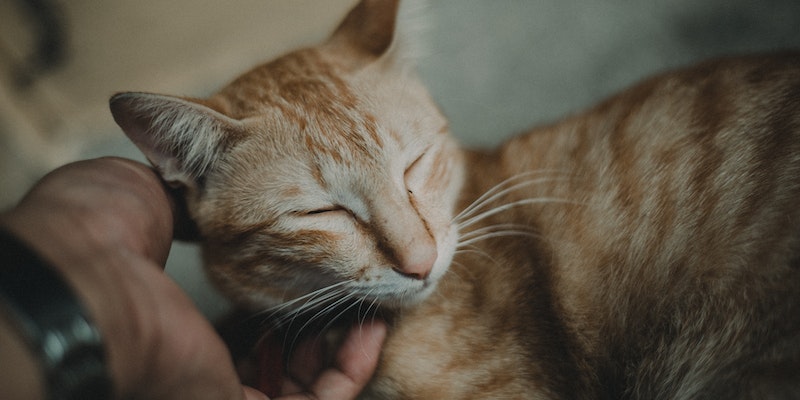 como encontrar uma clínica especializada em gatos