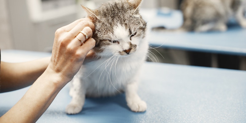 Como identificar dor de ouvido em gatos