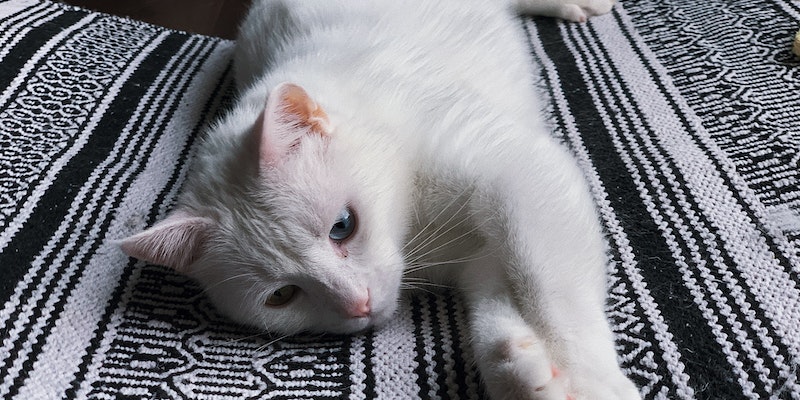 Como saber se o gato esta com depressão