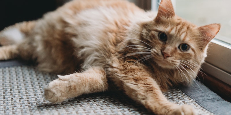 Principais cuidados com gatos em apartamentos