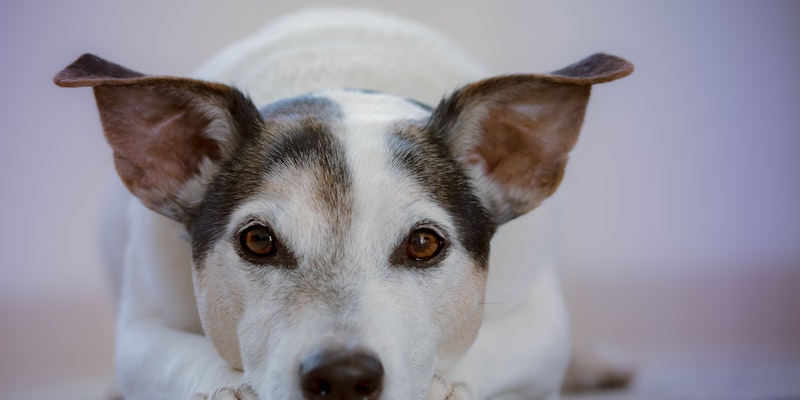 Quais os sintomas quando o cachorro está com verme