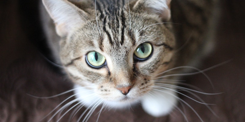 Quais são as vacinas que os gatos devem tomar