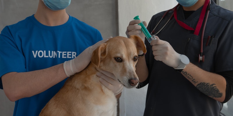 Qual é a tabela de vacinação para cães