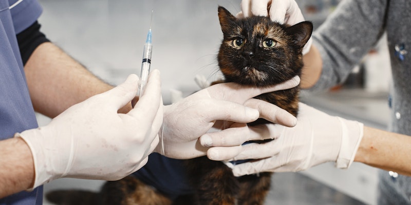 Qual é a tabela de vacinação para gatos