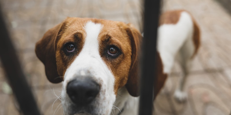 O que fazer quando o cachorro esta vomitando