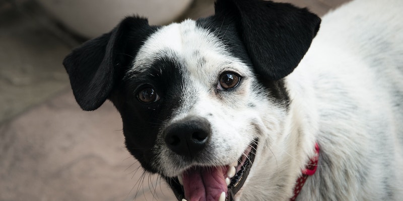 Principais doenças dermatológicas em cães