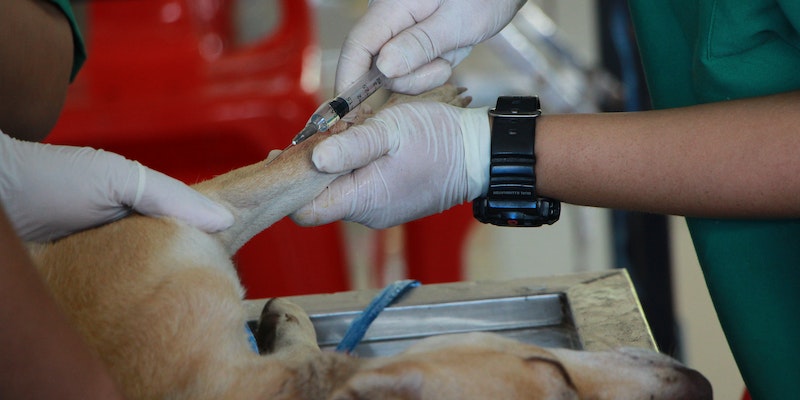 Quais animais devem ser vacinados contra raiva